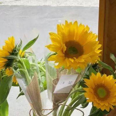 246天天好彩下载手机版